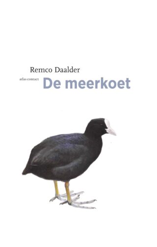 Meerkoet - cover